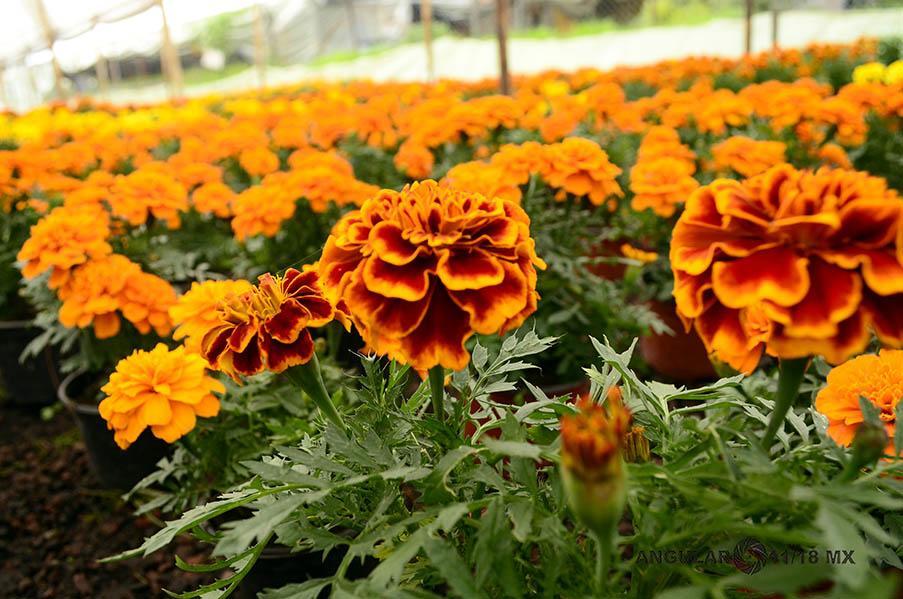 La Quinta De Xochimilco